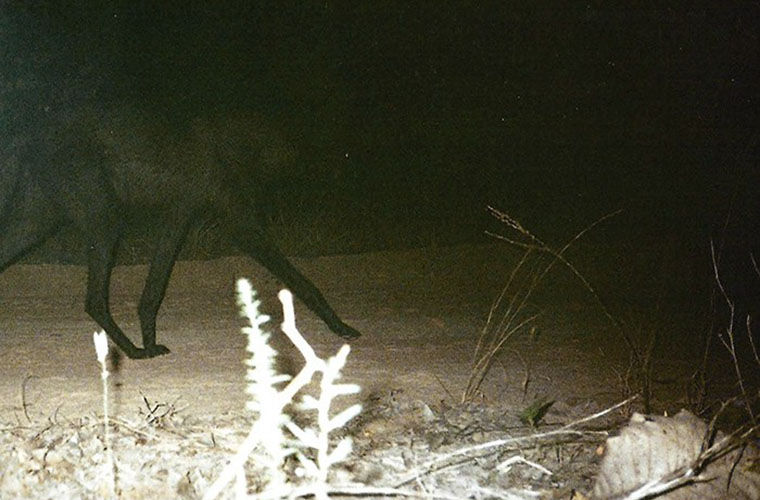 Фото дня - Гривистый волк, обладатель уникальной внешности. - новости  экологии на ECOportal