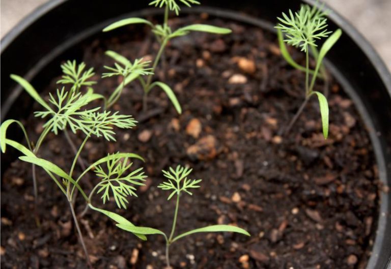 Выращивание петрушки на подоконнике из семян: самый простой способ